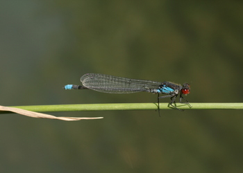 Großes Granatauge (Erythromma najas) - © Emanuel Trummer